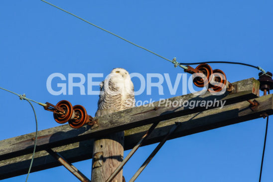 Snowy Owl