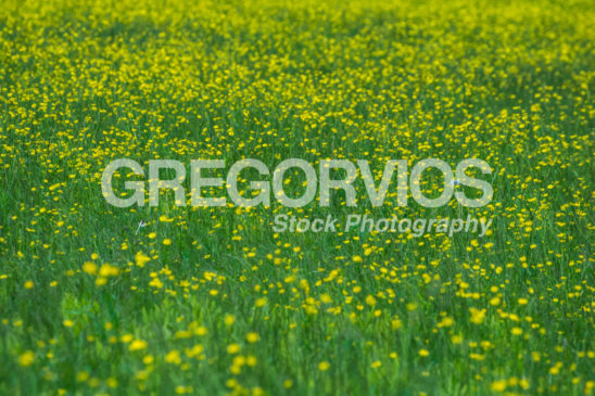 field of buttercups