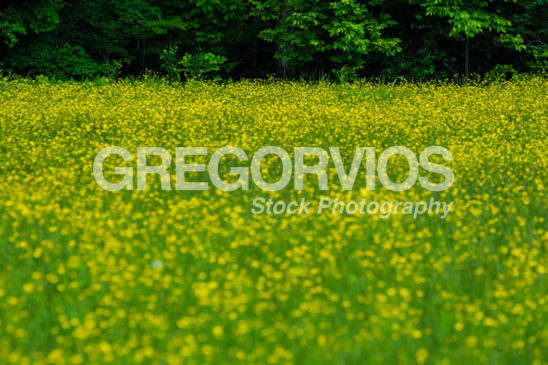 field of buttercups