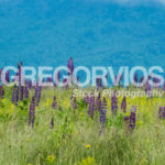 Lupines in the grass