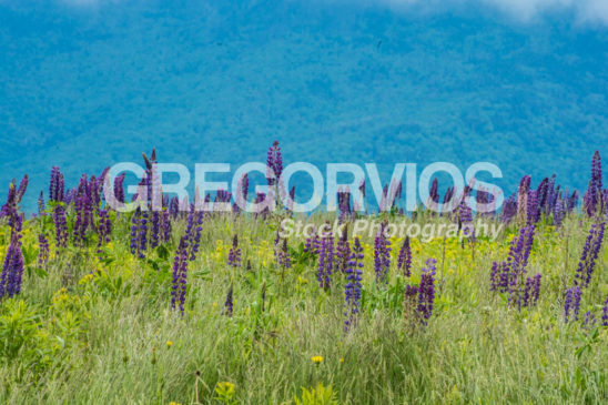 Lupines in the grass