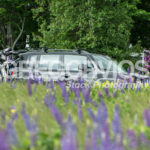 Jeep Renegade with Lupines