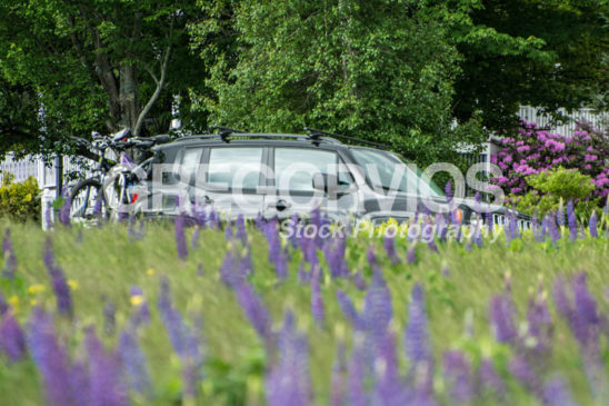 Jeep Renegade with Lupines