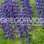 A group of Lupines