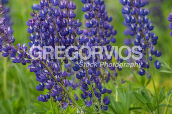 A group of Lupines