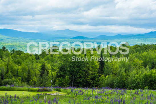 Lupine Fields with a View