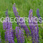 Group of Lupines