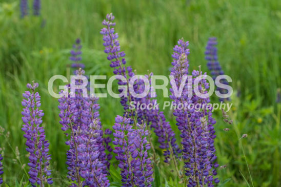 Group of Lupines