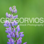 Single Purple Lupine