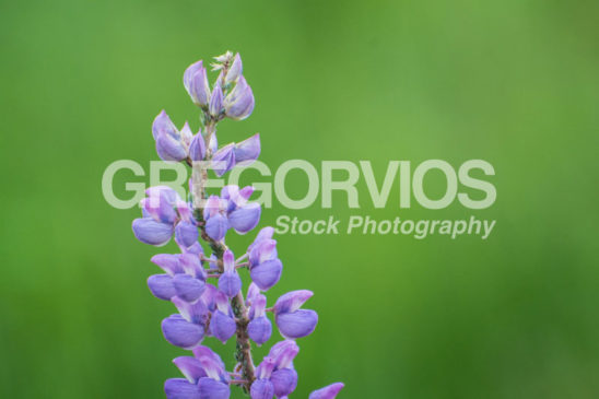 Single Purple Lupine