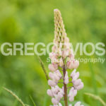 Single Pink Lupine