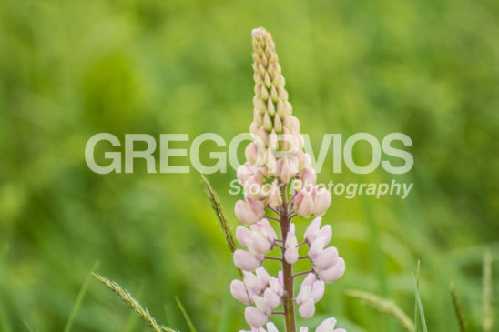 Single Pink Lupine