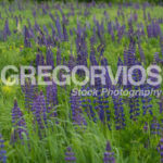 Lupines in a Field