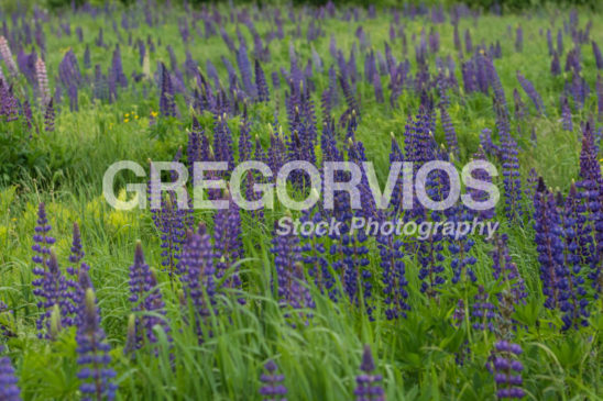 Lupines in a Field