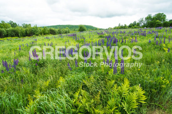 Field of Lupine