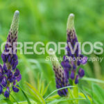 Pair of Lupine in grass