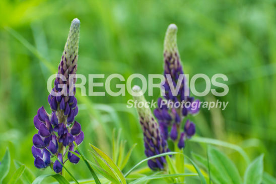 Pair of Lupine in grass