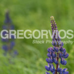 Top of a Lupine Flower