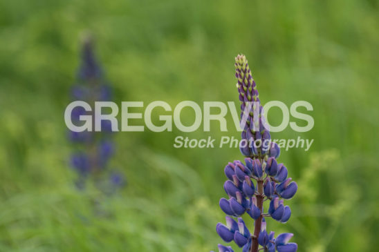 Top of a Lupine Flower