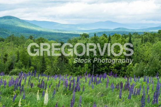 Landscape of Sugar Hill Lupines