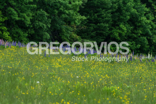 Lupine Fields with Buttercups