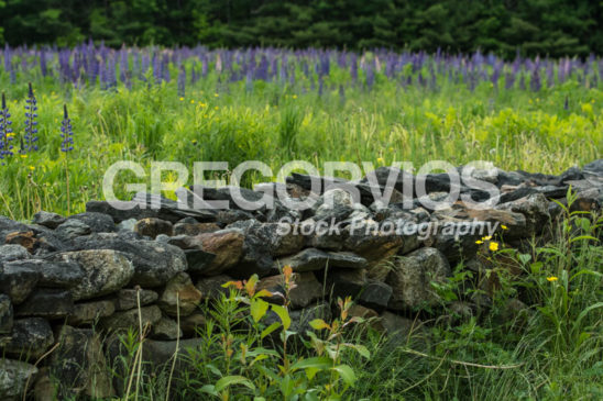 Stonewall with Lupine