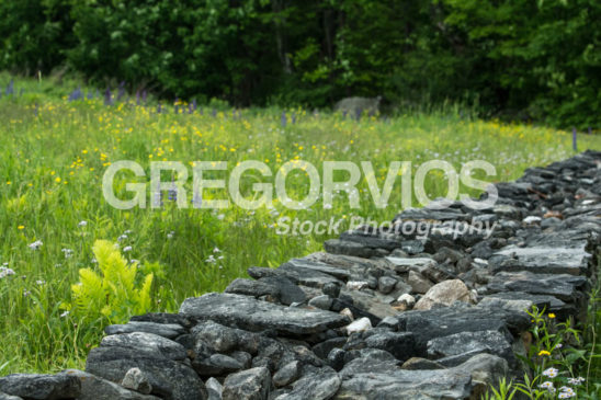 Stonewall with wildflowers