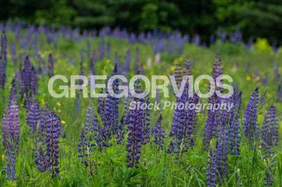 Field Lupines