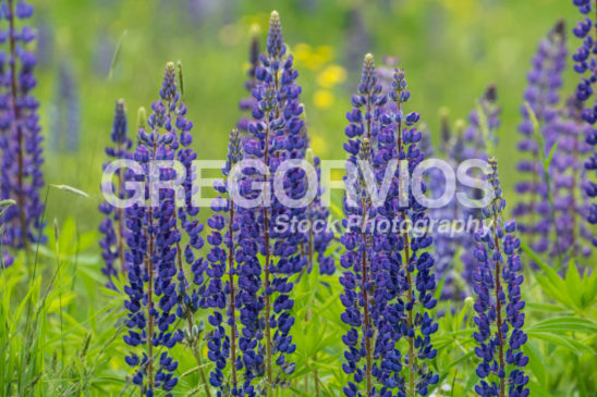 Lupines Standing Tall