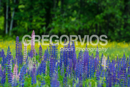 Lupines and Buttercups