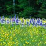 Lupines in Buttercup Field