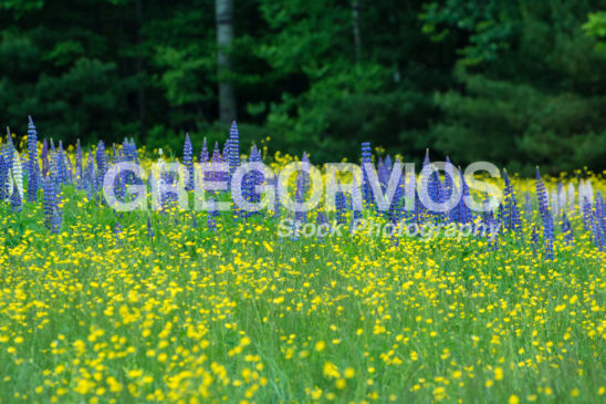 Lupines in Buttercup Field