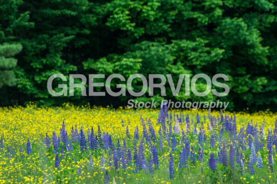 Lupines Buttercups and Trees