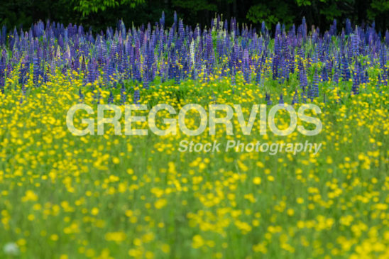 buttercups and lupine