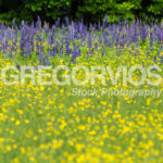 Lupine and buttercups in meadow