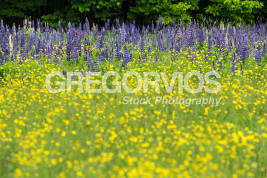 Lupine and buttercups in meadow