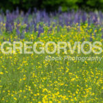 Buttercup Field with Lupines