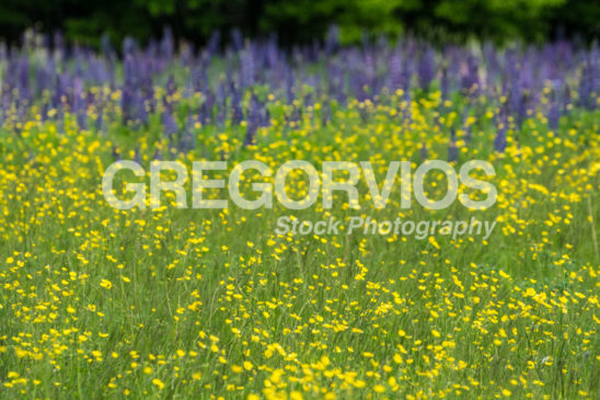 Buttercups with Lupine